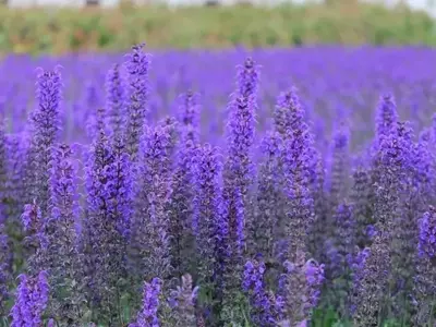 Creación de un Jardín Aromático Personal: Guía Completa
