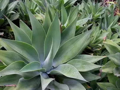 Diseño y Cuidado de Jardines con Suculentas
