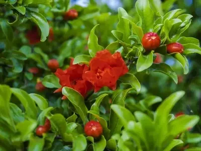 El Granado: Un Árbol Frutal Resiliente y Versátil para tu Jardín