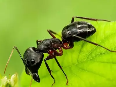 Estrategias Ecológicas para Librar Tus Plantas de Hormigas