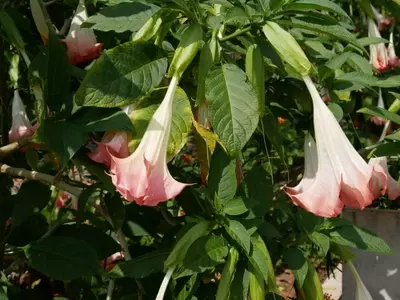 Descubriendo los Secretos del Floripondio: Una Guía Completa para su Cultivo Exitoso