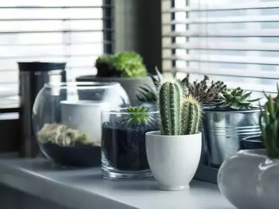 Embellezca su Hogar: Guía Definitiva para Decorar con Plantas