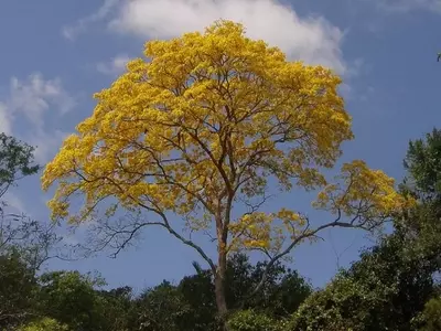Tabebuia: El Árbol Tropical de Asombrosa Belleza y Versatilidad