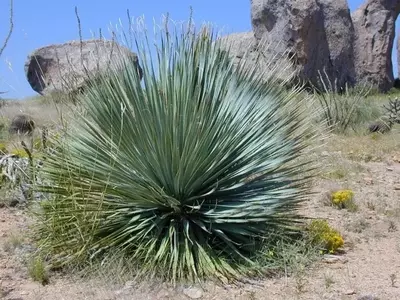La Yucca: La Resistencia Encarnada en el Jardín