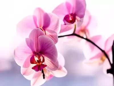 Guía Definitiva para el Cuidado de la Orquídea Phalaenopsis