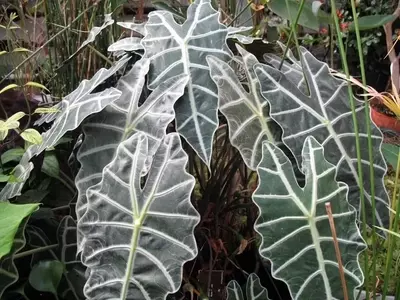 Alocasia: La Majestuosa "Oreja de Elefante" y sus Cuidados Esenciales