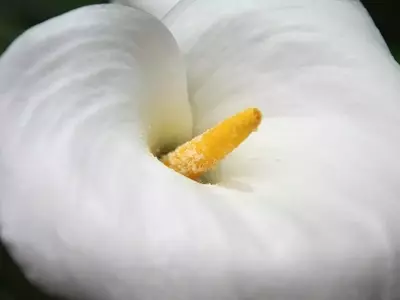 Guía Completa para el Cuidado de los Lirios de Agua: Secretos para un Jardín Floreciente
