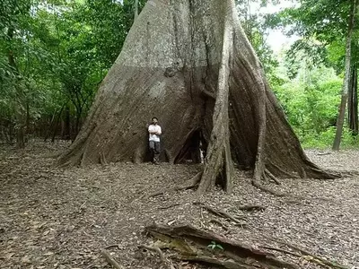 Anillos de Árboles en la Amazonía Revelan Intensificación de Extremos Climáticos
