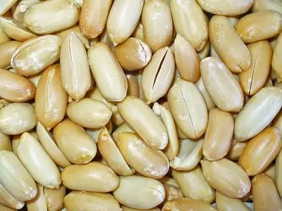 Guía Completa para el Cultivo y Beneficios del Cacahuete