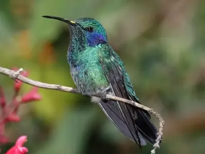 Creando un Santuario para Colibríes en tu Jardín