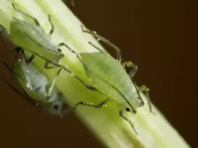 Jardín Saludable: Plantas Aliadas Contra Plagas