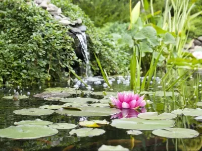 Creación y Mantenimiento de un Jardín Acuático Armonioso y Sostenible