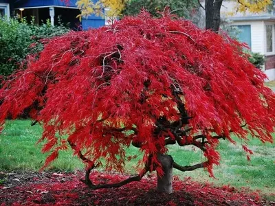 Árboles Excepcionales: Maravillas Naturales del Mundo