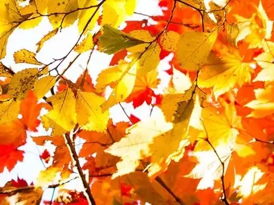 Embelleciendo el Entorno: Estrategias Innovadoras para la Decoración de Jardines con Árboles