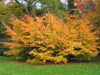 Parrotia persica: Un Árbol Excepcional por su Belleza y Resistencia