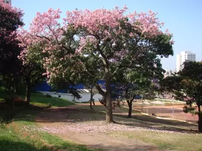Chorisia Speciosa: Guía Completa de Cultivo y Cuidado para un Jardín Vibrante