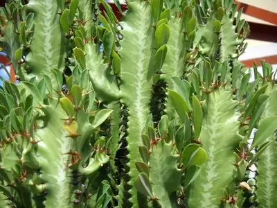 Guía para Identificar Plantas Comestibles en la Naturaleza y Evitar Riesgos