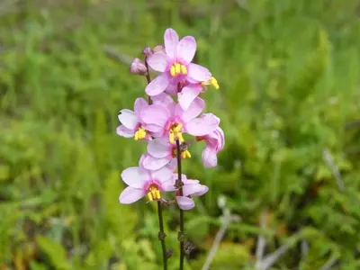 Ixia: La Flor Estrella de los Jardines