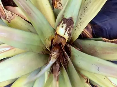 Estrategias Efectivas para Combatir Hongos en Plantas de Interior
