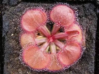 Descubriendo la Darwinia: El Exótico Arbusto de Flores Colgantes