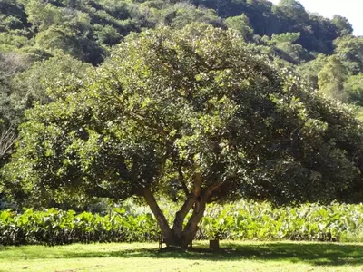 Eritrina Caffra: Guía Completa de Cultivo y Propiedades