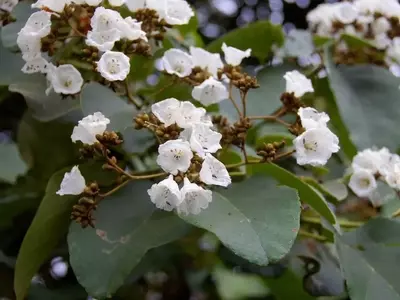 Cordia Africana: El Árbol Excepcional de África