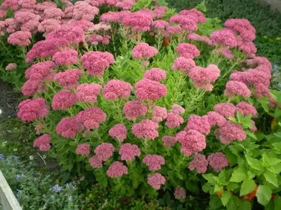 Guía para el Cultivo Exitoso de Sedum: Una Planta Versátil y de Bajo Mantenimiento