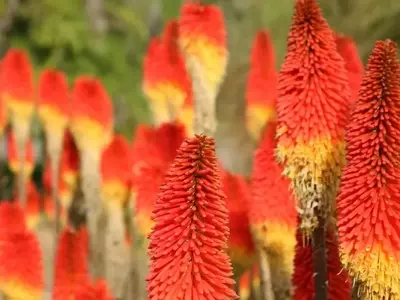 Guía Completa para el Cultivo y Cuidado de la Kniphofia (Planta Cohetes)