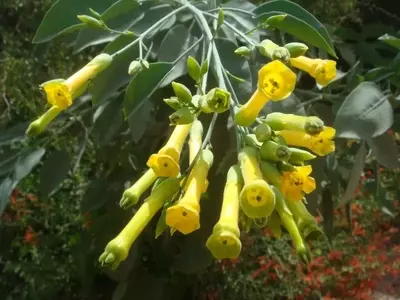 Guía Completa para el Cultivo y Cuidado de la Nicotiana Glauca