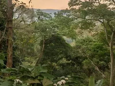 Cultivo de Café a la Sombra: Un Modelo para la Fusión de Agricultura y Conservación