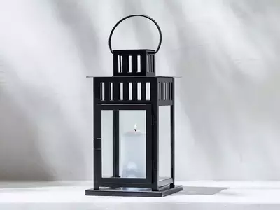 Guía Completa para el Cultivo y Cuidado de la Campanilla de los Cárpatos
