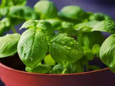 Albahaca y judías verdes: una estrategia natural para el control de plagas
