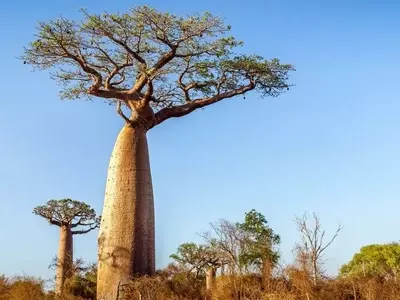 Descubrimiento Asombroso: El Árbol Más Alto de África en el Kilimanjaro