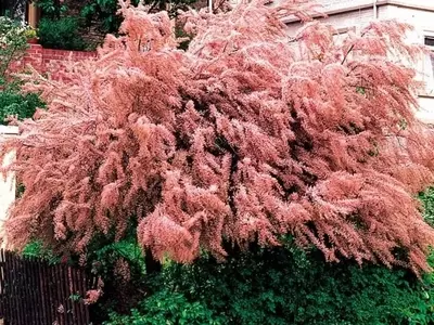 Tamariz: El Árbol Resiliente y Ornamentado para Cualquier Jardín