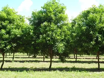 La Macadamia: Un Tesoro Botánico con Frutos Nutritivos