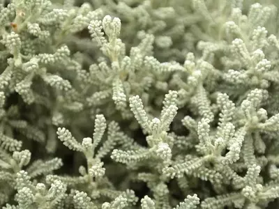 Santolina Chamaecyparissus: Un Tesoro Mediterráneo para Tu Jardín