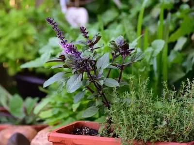 Un Mundo Aromático: Explorando las Diversas Variedades de Albahaca
