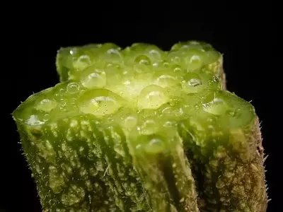 La Esencia Vital de las Plantas: Comprendiendo la Savia