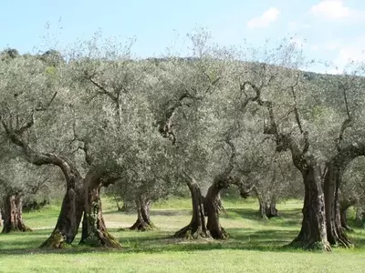 El Olivo: Un Árbol Emblemático de Resistencia y Belleza Mediterránea