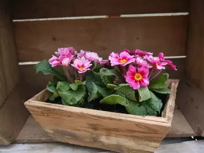 Consejos Esenciales para Embellecer tus Jardineras con Plantas