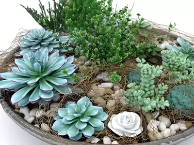 Creación de Arreglos Paisajísticos con Cactus y Suculentas