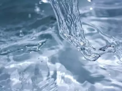 El Secreto de la Hidratación Perfecta para Plantas Carnívoras: La Vital Importancia del Agua Destilada