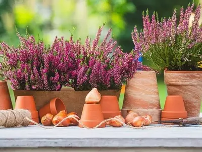La Guía Definitiva para Seleccionar Macetas que Transformarán tus Espacios y Favorecerán tus Plantas