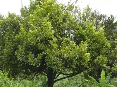 Descubriendo el Árbol de la Nuez Moscada: El Secreto de Myristica