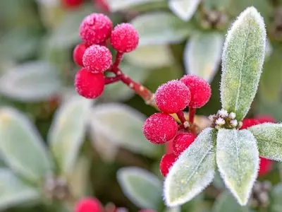 Cuidado de Plantas en Invierno: Estrategias de Riego y Protección