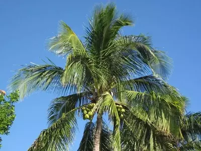 Un Viaje al Pasado: El Fascinante Origen y Evolución de las Palmas