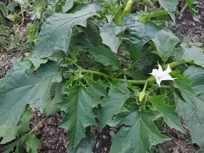 El Estramonio: Belleza Engañosa y Riesgos Ocultos