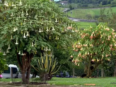 Brugmansia arbórea: Un Desglose Detallado de sus Requerimientos y Atributos Esenciales