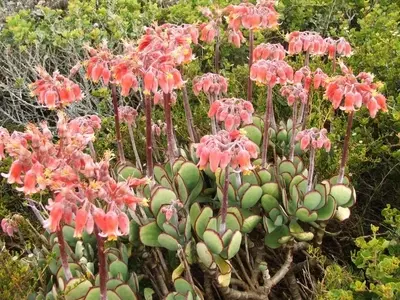 Guía Completa para el Cuidado del Cotyledon: Secretos de una Suculenta Resistente y Decorativa