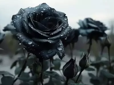 El Enigma de la Rosa Negra: Un Fenómeno Botánico Único en Halfeti
